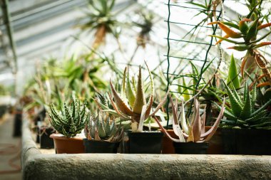 Egzotik yeşil kaktüs bitkiler botanik bahçede çiçek kaplar büyür. Sera bahçecilik güneş altında büyüyen kapalı. Tohumlu peyote kaktüsler botanik Glasshouse yetiştirilmiş