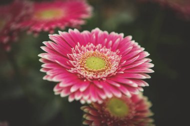 Güzel renkli pembe transvaal papatya çiçekler açar bahar bahçe. Bahar çiçek blossom ile dekoratif duvar kağıdı. Doğa poster güzelliği. Canlı doğal renkler