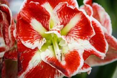 Bahar bahçe içinde güzel renkli kırmızı ve sarı Siklamen çiçekler açar. Bahar çiçek çiçek ile dekoratif duvar kağıdı. Doğa poster güzelliği. Canlı doğal renkler.