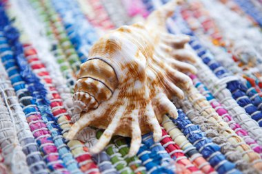 Tropikal plaj güzel deniz kabuğu. Deniz yaşamını kapatın. Deniz tarafında toplanan dekoratif mercan deniz kabuğu.