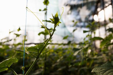 Yeşil salatalık serada büyüyen filizlenir. Güneşin altında büyüyen yeşil bitkileri güneşli sıcak evde. Doğal organik gıda büyümek kapalı. Çiftlik glasshouse arka plan.