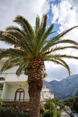Makarska,Hırvatistan-18 Haziran,2017:Güneşli yazlıkta palmiye ağacı. Egzotik dökmeyen bitki sokakta büyür. Plaj alanında uzun palmiyeler