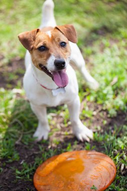Frizbi disk yeşil park ile dolaşan Jack Russell köpek yavrusu. Sevimli küçük yerli köpek, bir aile ve çocuklar için iyi arkadaş. Samimi ve eğlenceli köpek doğurmak