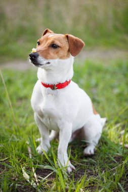 Yeşil park gıda burnuna sahibinden komut bekleyen parçası ile oturuyor ve eğitimli Jack Russell köpek yavrusu. Sevimli küçük yerli köpek, iyi arkadaş bir aile ve çocuklar için. 
