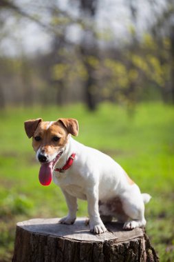 Jack Russell yavrusu yeşil park. Sevimli küçük yerli köpek, bir aile ve çocuklar için iyi arkadaş. Samimi ve eğlenceli köpek doğurmak