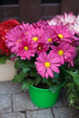 Dekoratif pembe gerbera Çiçeklik çiçeklenir. Evin dış dekorasyon için iyi doğal ayrıntılar. Modeli yok, yakın çekim yaprakları üzerinde.