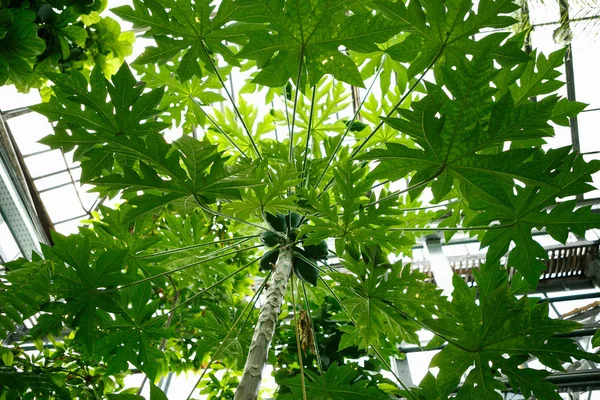 Nadir Tropikal Carica Papaya Ağaç Botanik Bahçesi Serada Yetiştirilen Sera — Stok fotoğraf