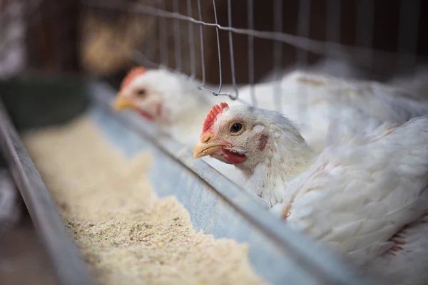 Закрыть Домашнюю Курицу Курицу Курятнике Поедающую Еду Кормушке Фермерские Птицы — стоковое фото