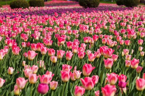 Bellissimi Fiori Tulipani Fioriscono Nel Giardino Primaverile Carta Parati Decorativa — Foto Stock