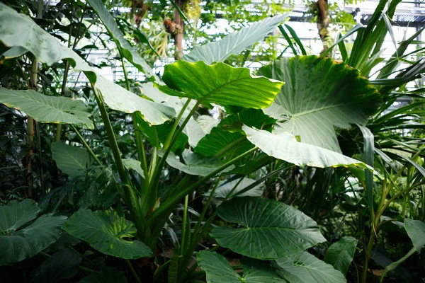 Tropikal Cococasia Esculenta Bitki Botanik Bahçesi Içinde Büyüyen Büyük Yeşil — Stok fotoğraf
