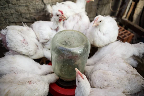 Domestic white chicken drinking  water from drinking bowl at poultry farm. Hen incubator for domestic birds.
