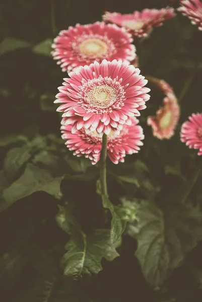 Belles Fleurs Roses Roses Transvaal Marguerites Fleurissent Dans Jardin Printemps — Photo