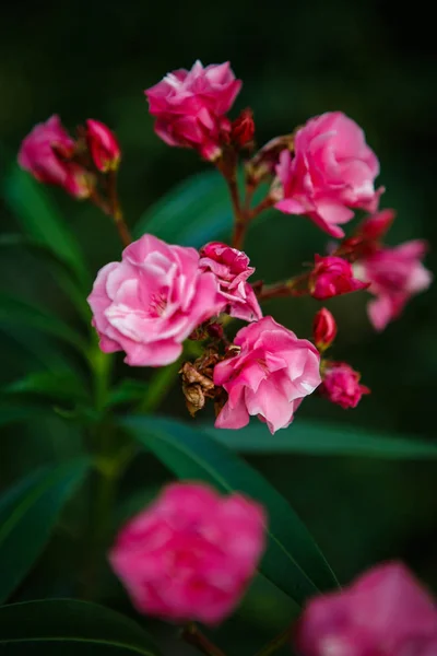 Exotique Rugose Rosa Fleur Rose Dans Jardin Botanique Rare Rose — Photo