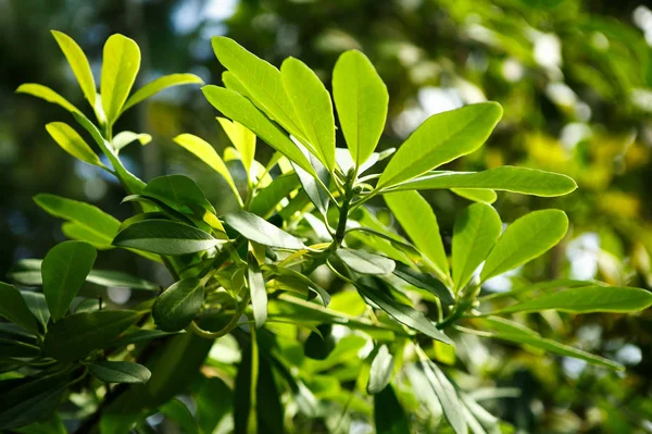 Piante Esotiche Tropicali Verdi Crescono Serra Soleggiata Giardino Botanico Macro — Foto Stock