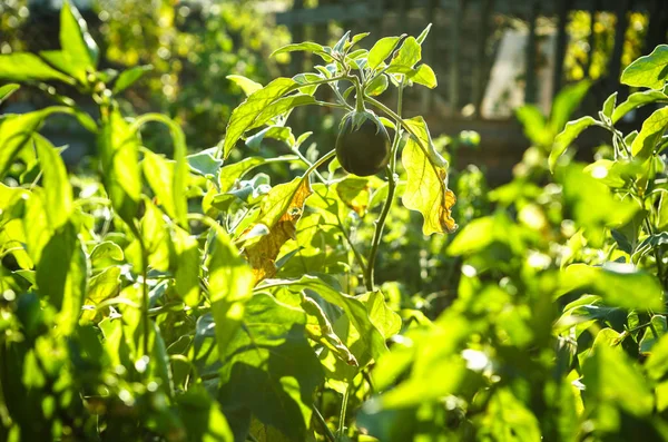 Kool Plantaardige Groeien Zonnige Serre Biologische Natuurvoeding Groeien Zon Herfst — Stockfoto