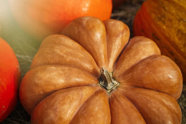 Autumn Harvest Symbol Assortment Pumpkin Vegetables Fresh Natural Food Ripe — Stock Photo, Image