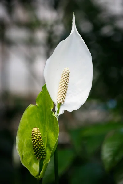 Vertikální Shot Exotických Slim Tropické Květy Rostoucí Botanické Zahradě Skleník — Stock fotografie