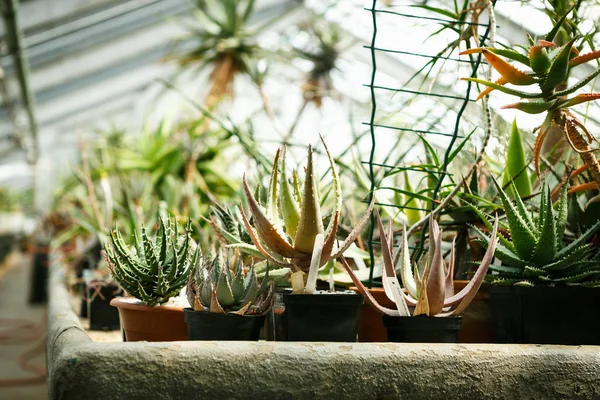 Egzotik yeşil kaktüs bitkiler botanik bahçede çiçek kaplar büyür. Sera bahçecilik güneş altında büyüyen kapalı. Tohumlu peyote kaktüsler botanik Glasshouse yetiştirilmiş