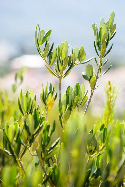 Sfondo Alimentare Naturale Olive Verdi Crescono Giardino Sotto Sole Estivo — Foto Stock