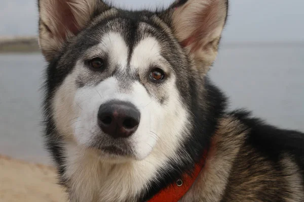 Mignon Husky Sibérien Avec Malamute Regardant Dans Caméra Extérieur — Photo