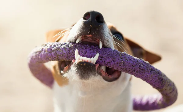 Jack Russell Κουταβάκι Παίζοντας Toy Σύρων Στα Δόντια — Φωτογραφία Αρχείου