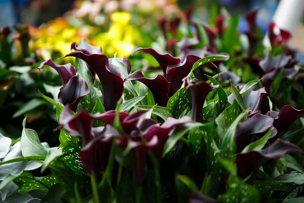 美しい暗いカラスにリリーズの花が咲く春の庭 春のオランダカイウ花の花で装飾的な壁紙 自然ポスターの美しさ 鮮やかな自然の色 — ストック写真