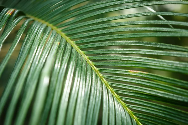 Nadir Egzotik Bitki Botanik Serada Büyümek Tropikal Bitki Makroda Yakın — Stok fotoğraf