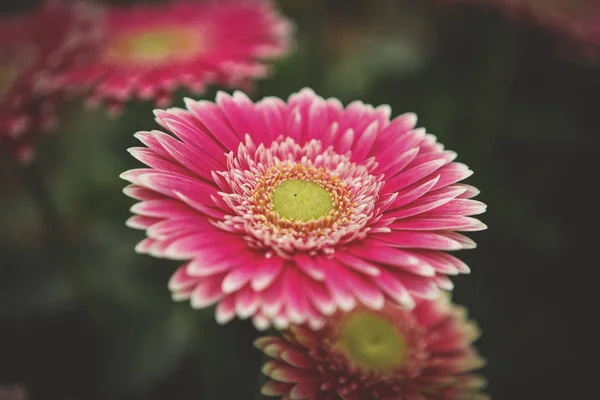 Belles Fleurs Roses Roses Transvaal Marguerites Fleurissent Dans Jardin Printemps — Photo