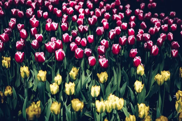 Bellissimi Fiori Tulipani Colorati Fioriscono Nel Giardino Primaverile Carta Parati — Foto Stock