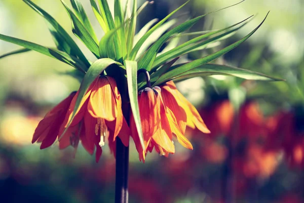 Όμορφη Πολύχρωμα Πορτοκαλί Tulipa Λουλούδια Ανθίζουν Την Άνοιξη Στον Κήπο — Φωτογραφία Αρχείου