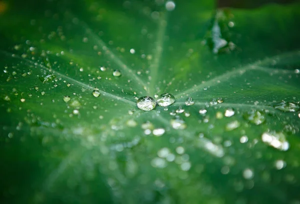 Vatten Dew Drop Stora Gröna Blad Exotiska Växter Växthus Botaniska — Stockfoto