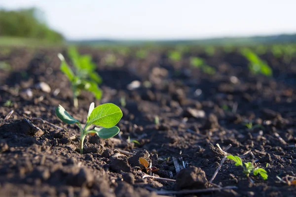 取得高速の太陽の下で熟した豊かな土壌に植えられた作物 — ストック写真
