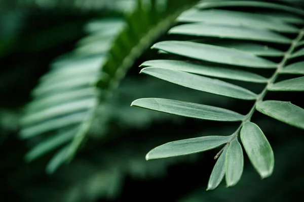 异国情调的热带绿色植物生长在阳光明媚的植物园温室 植物温室珍稀植物的宏观关闭 — 图库照片