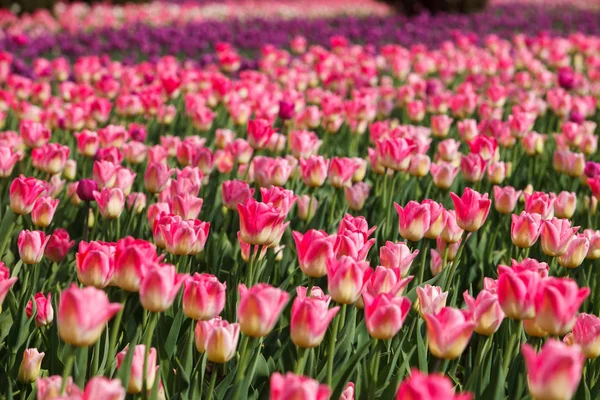 Bellissimi Fiori Tulipani Fioriscono Nel Giardino Primaverile Carta Parati Decorativa — Foto Stock