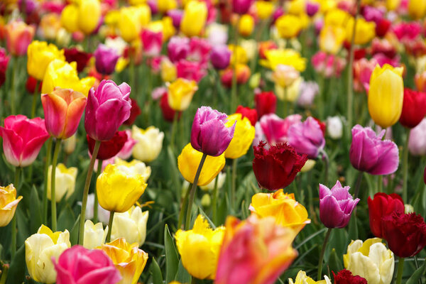 Красивые разноцветные цветы тюльпанов цветут в весеннем саду. Декоративные обои с экзотическими цветами тюльпана весной на лугу. Плакат о красоте природы. Яркие натуральные цвета
