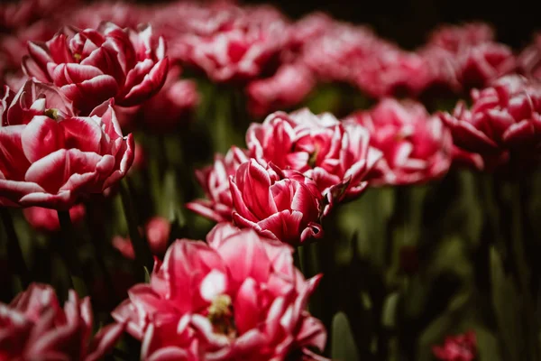 Belles Fleurs Cyclamen Rouge Jaune Colorées Fleurissent Dans Jardin Printemps — Photo