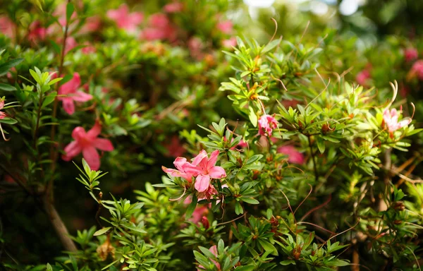 Belles Fleurs Roses Exotiques Sur Fond Vert Verre Plantes Tropicales — Photo