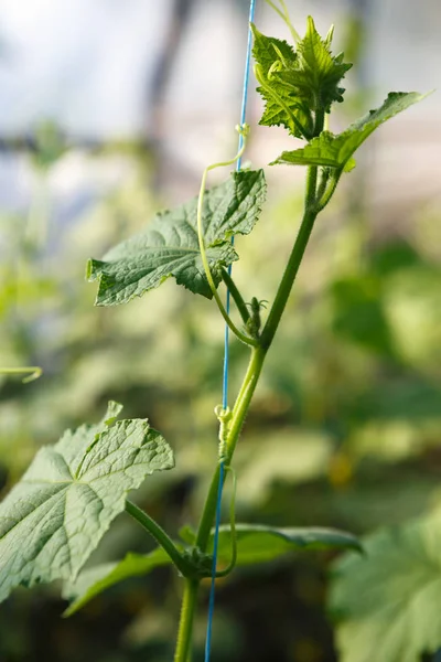 Groene Komkommer Spruiten Kweken Kas Zonnige Warme Huis Met Groene — Stockfoto