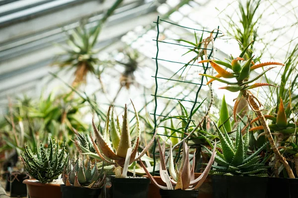 Kaktus Peyote Langka Tumbuh Kebun Raya Hothouse Kebun Botani Dalam — Stok Foto