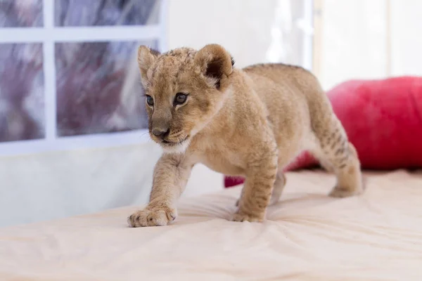 照片收藏的两个月大的雄狮幼崽 非常可爱的小动物 — 图库照片