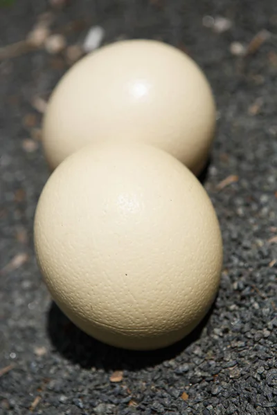 동물원에서 이국적인 아프리카 Africa Big 무거운 계란에서 계란의 단백질 풍부한 — 스톡 사진
