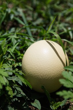 Yeşil çim açık büyük Afrikalı devekuşu yumurtası. Egzotik kuşlar yumurta yemek pişirmek için. Sert yumurta kabuğu yakın çekim