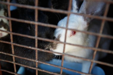 Yerli tavşan kafes hayvan çiftliğinde görüntüsünü kapatmak.