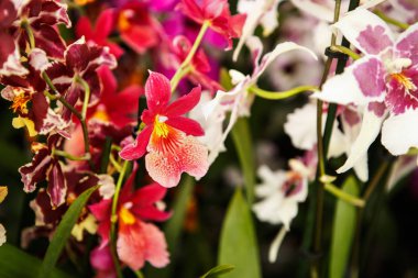 Güzel renkli Pembe orkide çiçekler açar bahar bahçe içinde yer. Spathoglottis ile dekoratif duvar kağıdı ilkbaharda çiçek çiçek. Doğa poster güzelliği. Canlı doğal renkler