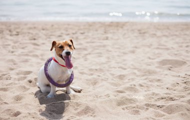 Sahilde mor çektirme oyuncakla oynamak Jack Russell köpek yavrusu. Sevimli küçük yerli köpek, bir aile ve çocuklar için iyi arkadaş. Samimi ve eğlenceli köpek doğurmak