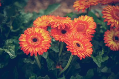 Güzel renkli portakal transvaal papatya çiçekler açar bahar bahçe. Gerbera çiçek çiçek bahar ile dekoratif duvar kağıdı. Doğa poster güzelliği. Canlı doğal renkler.