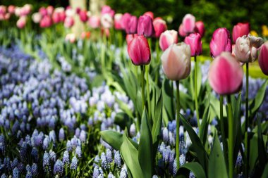 Bahar bahçe içinde güzel lale çiçekler açar. Bahar lale ile dekoratif duvar kağıdı. Doğa poster güzelliği. Canlı doğal renkler