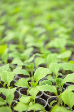 Yeşil satırlarının fideleri sera bitki. Zengin toprak ekili lahanası glasshouse güneşin altında yetiştirilmiştir, makro yakın çekim sığ derinliği alan ve hiçbir modelleri