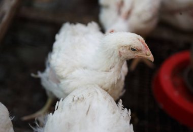 Beyaz tavuk tavuk tavuk çiftliği görüntüsünü kapatın. Kuluçka yerli beyaz kuş