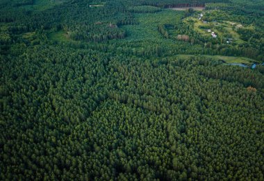 Doğa, seyahat. Güzel yaz orman. Havadan görünümü